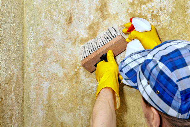 Mold Removal for HVAC Installations in Crockett, TX